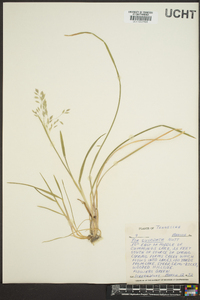 Poa cuspidata image