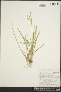 Poa cuspidata image