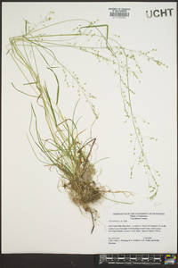 Poa sylvestris image