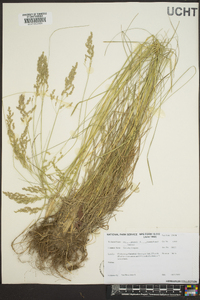 Poa trivialis image