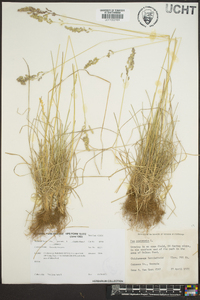 Poa trivialis image