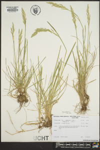 Poa trivialis image