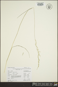 Glyceria melicaria image