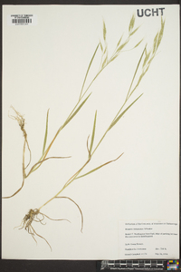 Bromus commutatus image