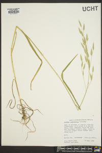 Bromus commutatus image