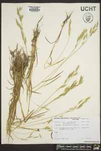 Bromus commutatus image