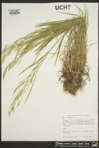 Bromus kalmii image