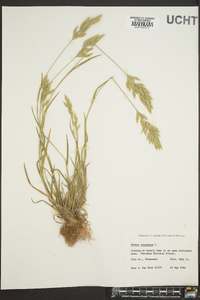 Bromus racemosus image