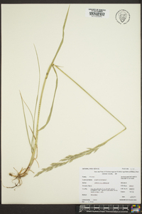 Lolium arundinaceum image