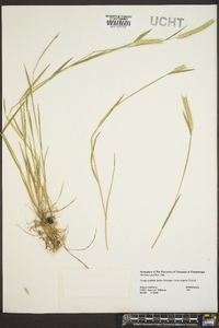 Hordeum pusillum image