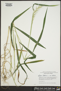 Elymus hystrix image