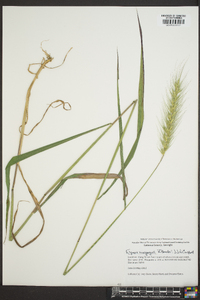 Elymus macgregorii image