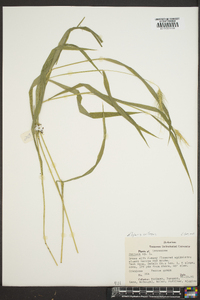 Elymus villosus image