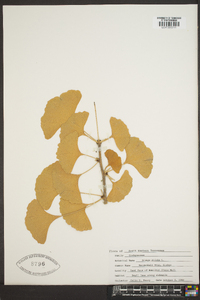 Ginkgo biloba image