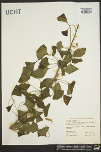 Ginkgo biloba image