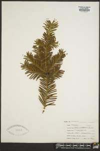 Taxus brevifolia image