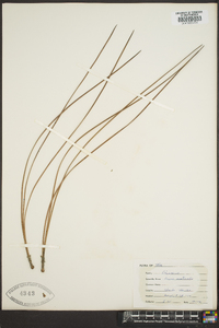 Pinus australis image