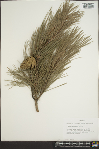 Pinus echinata image