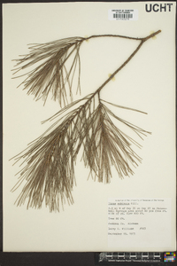 Pinus echinata image