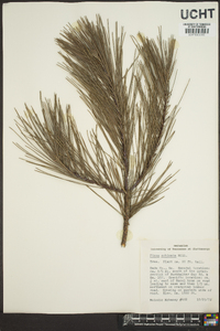 Pinus echinata image