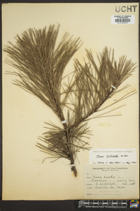 Pinus echinata image