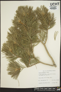 Pinus flexilis image