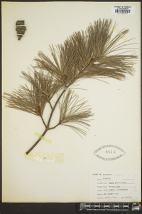 Pinus glabra image