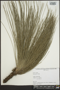 Pinus palustris image