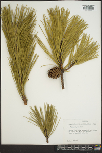 Pinus rigida image
