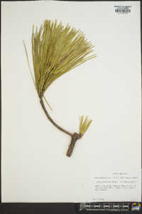 Pinus serotina image