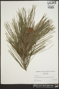 Pinus taeda image