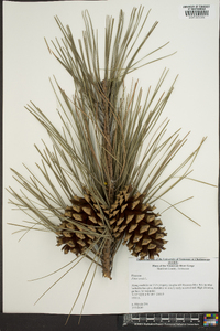 Pinus taeda image