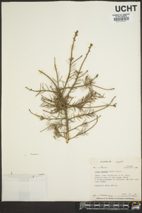 Picea mariana image