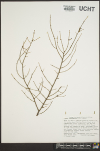 Tsuga canadensis image