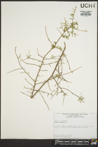 Tsuga canadensis image