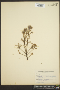 Tsuga canadensis image