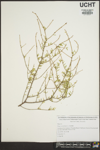 Tsuga canadensis image