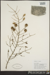 Tsuga canadensis image