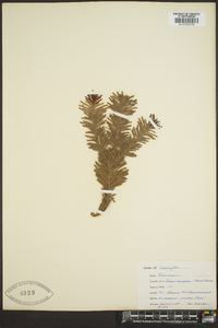 Abies amabilis image