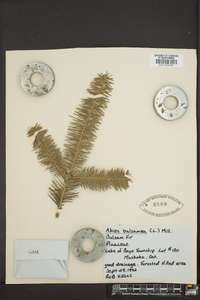 Abies balsamea image