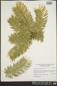 Cunninghamia lanceolata image