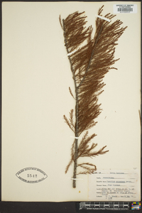 Taxodium ascendens image