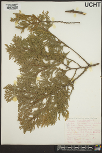 Thuja occidentalis image