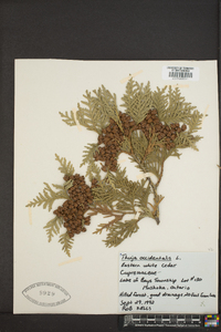 Thuja occidentalis image