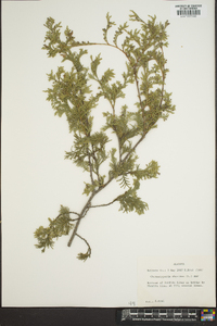 Chamaecyparis thyoides image