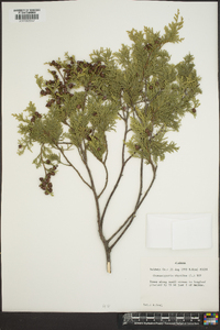 Chamaecyparis thyoides image