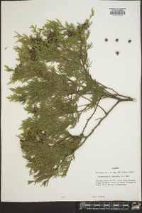 Chamaecyparis thyoides image