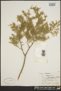 Chamaecyparis thyoides image