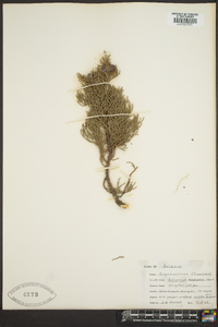 Juniperus deppeana image