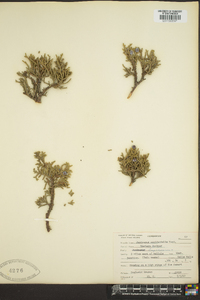 Juniperus occidentalis image